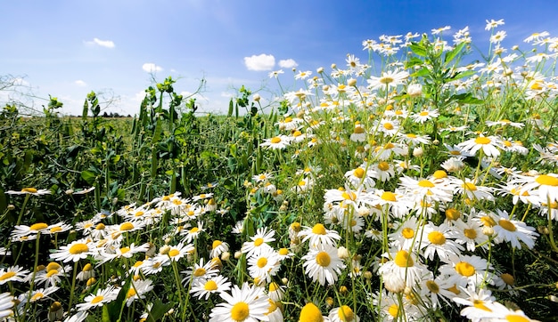 Beautiful white daisies growing in the field in the spring season, real nature, flowers are used in medicine closeup