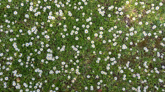 Beautiful white daisy flowers in sunny day floral abstract nature green background