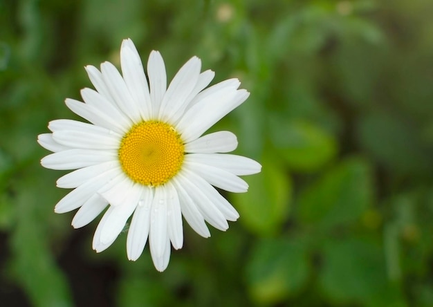 Beautiful white daisy flowers on a sunny day The flowering of daisies Gardening concept