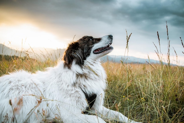 Beautiful white dog enjoying outdoors