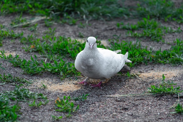 Beautiful white dove in pakra eating grain