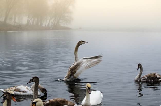 Beautiful white elegant swans bird on a foggy winter river