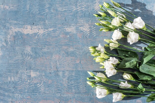 Beautiful white eustoma flowers. White delicate small roses on a blue wooden background, copy space.