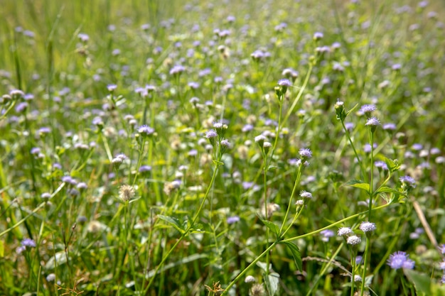 Beautiful white flower field