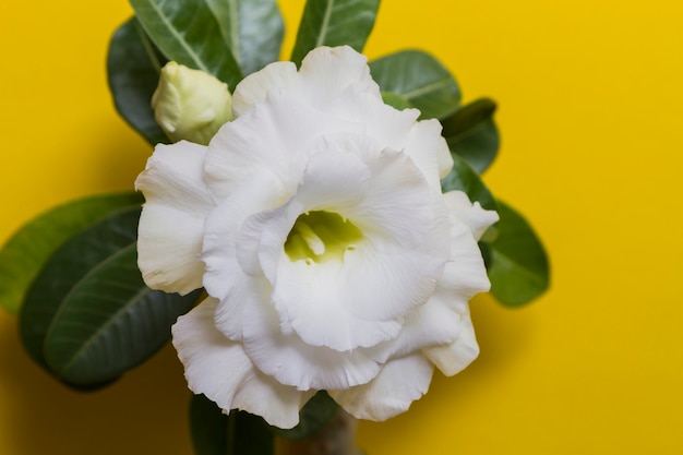 Beautiful white flower rose or adenium on yellow background with copy space.