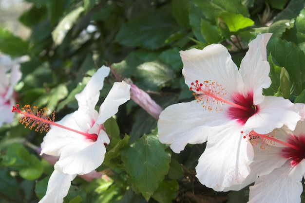 Beautiful white flower