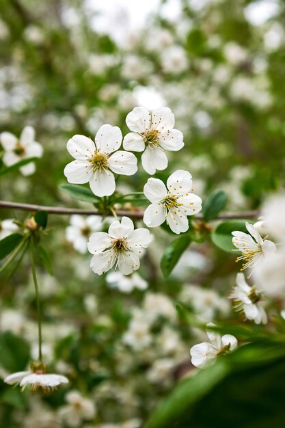 Beautiful white flowers of apple tree bokeh Green natural background Romantic background Beautiful