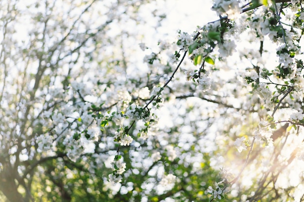 Beautiful white flowers on a branch of an apple tree against the background of a blurred garden Apple tree blossom Spring background