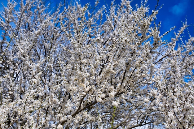 Beautiful white flowers of fruit tree against blue sky background on sunny spring day spring backgro