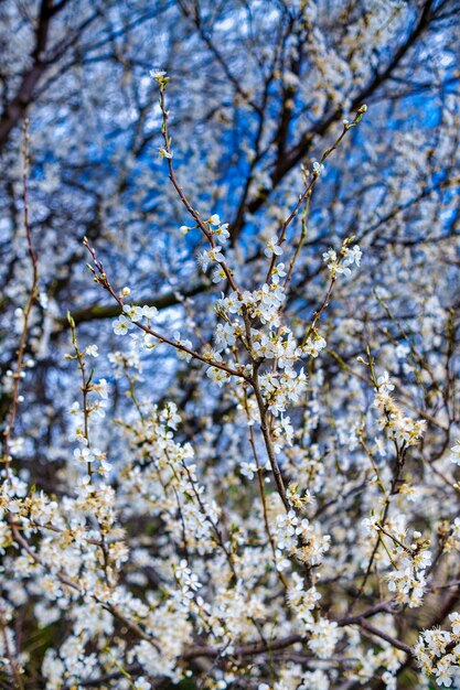 Beautiful white flowers of fruit tree against blue sky background on sunny spring day Spring background with tree blooming