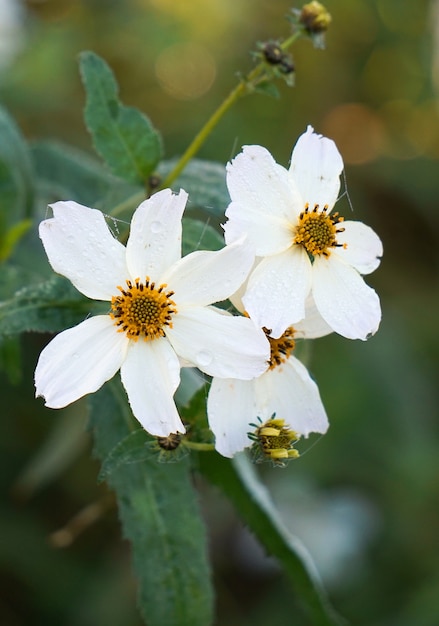                                 beautiful white flowers in the garden in the nature