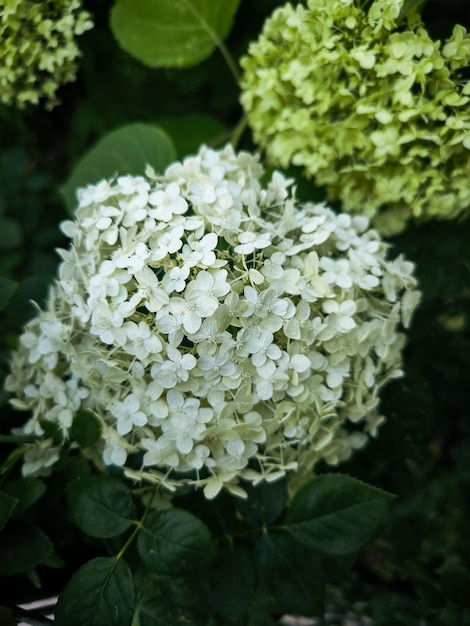 Beautiful white flowers in the garden