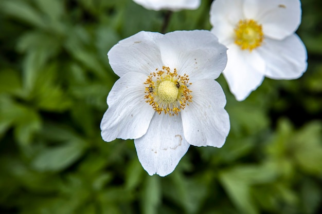 Beautiful white flowers in a grass from the home garden