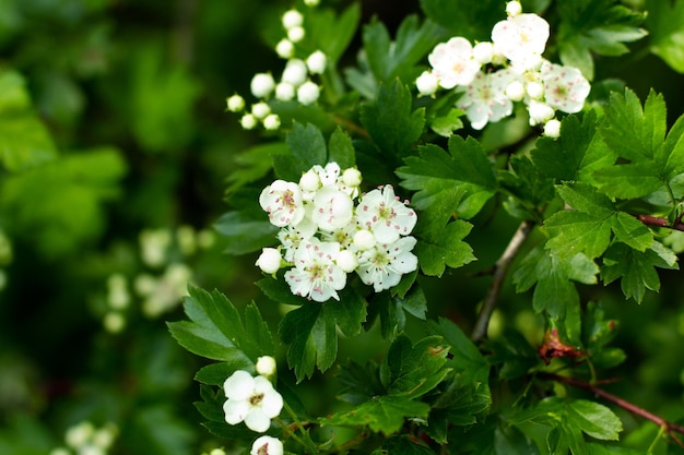 Beautiful white flowers grow in a park on a tree