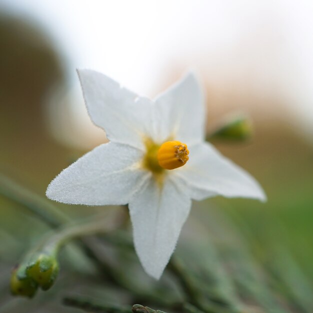                                beautiful white flowers plant in the garden in the nature    