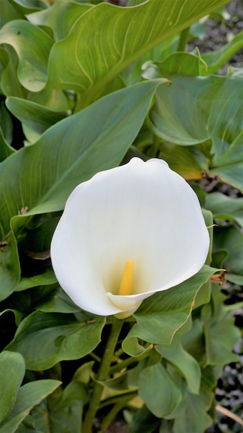 Beautiful white flowers of Zantedeschia aethiopica also known as calla lily