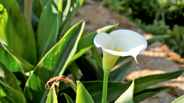 Beautiful white flowers of Zantedeschia aethiopica also known as calla lily