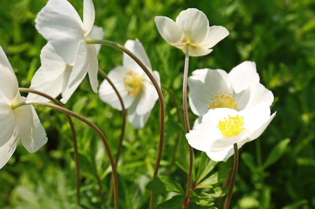 Beautiful white flowers