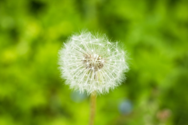 Beautiful white fluffy dandelion flower on nature