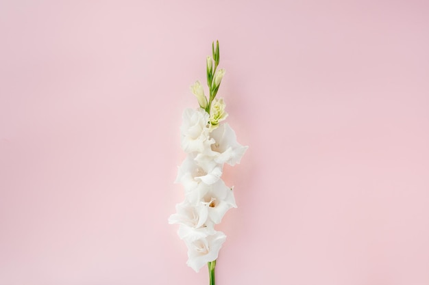 Beautiful white gladioluses on pink background pattern of gladioli with space for your text holiday