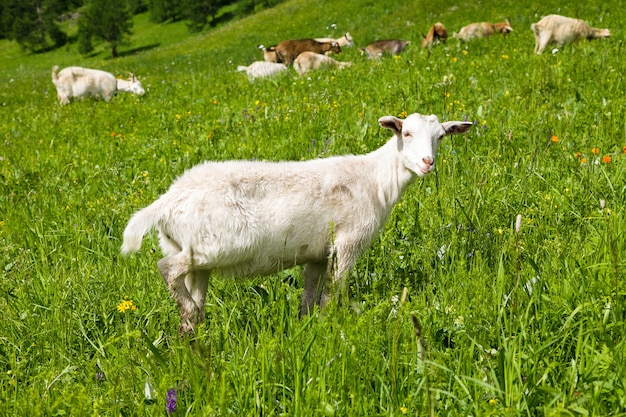 A beautiful white goat grazes in summer in the Altai mountains. ,