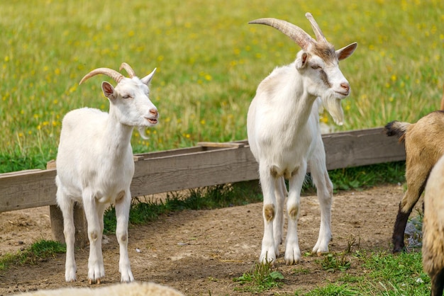 Beautiful white goat Home pet on the farm