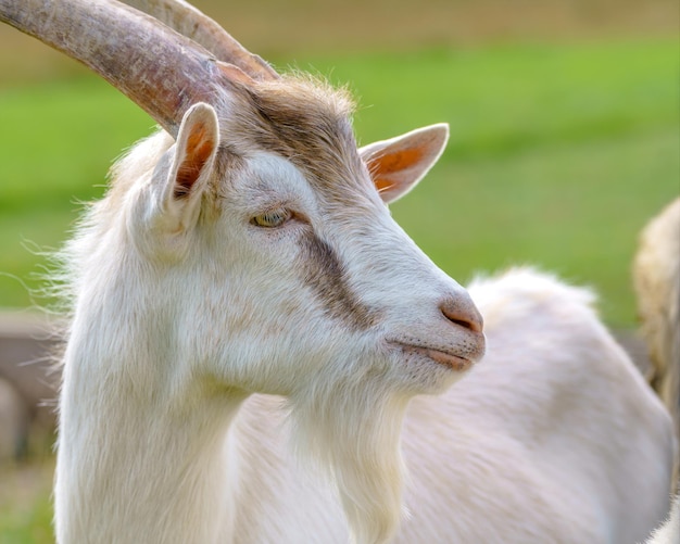 Beautiful white goat Home pet on the farm