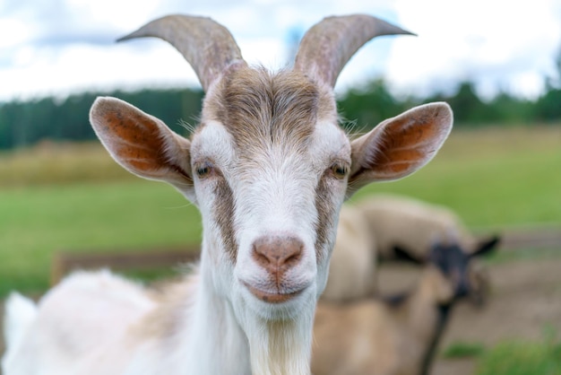 Beautiful white goat Home pet on the farm