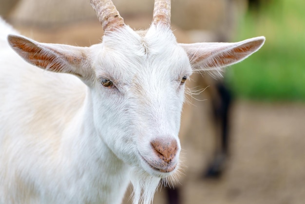 Beautiful white goat Home pet on the farm