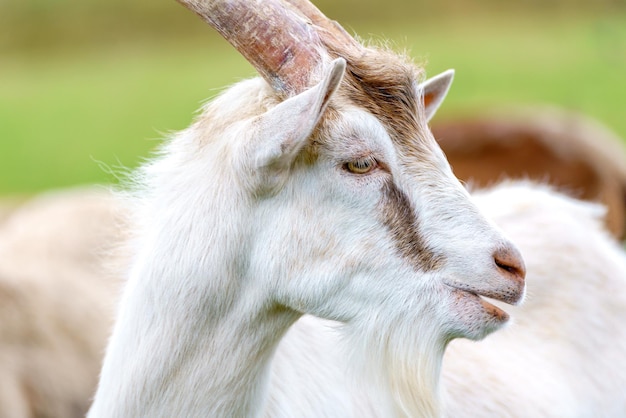 Beautiful white goat Home pet on the farm