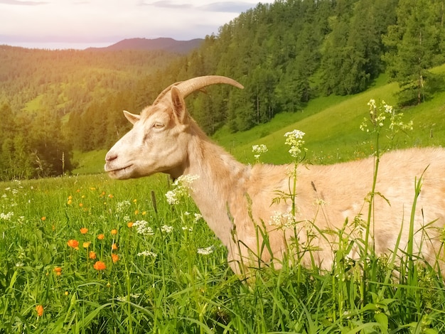 A beautiful white goat, illuminated by the sun, grazes in summer in the Altai mountains. Mobile photo.