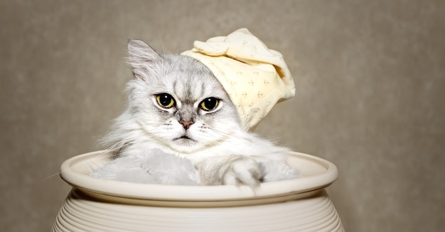 A beautiful white-gray fluffy cat with big eyes sits in a flower pot. Cat in a hat for sleeping. Close-up. The concept of care, education, training and raising animals.