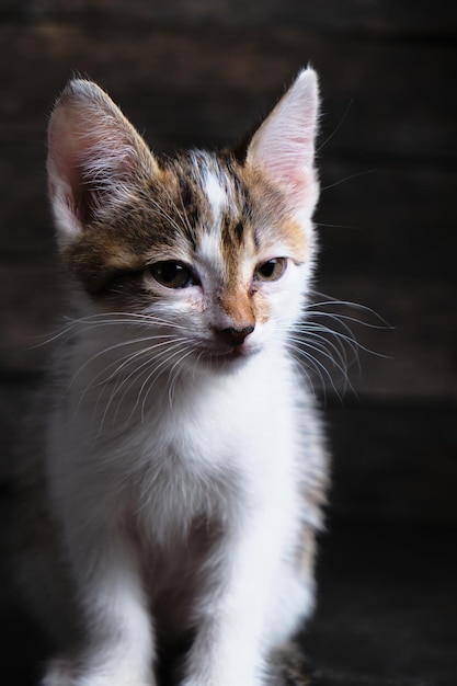 Beautiful white gray, small kitten. Help the animals.