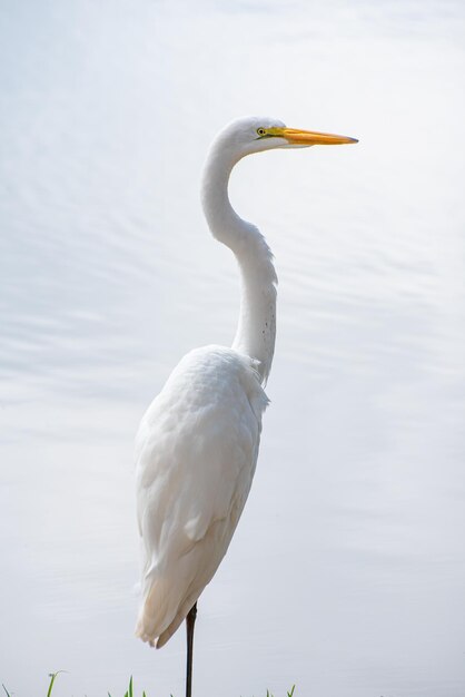 Beautiful white heron resting on the edge of a lake in Brazil natural light selective focus