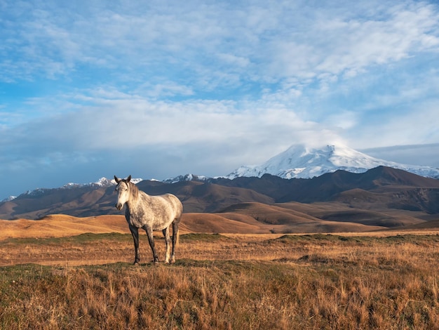 Beautiful white horse on the background of a mountain peak Beautiful white horse in an autumn meadow poses against the background of a white snowcovered mountain peak Elbrus