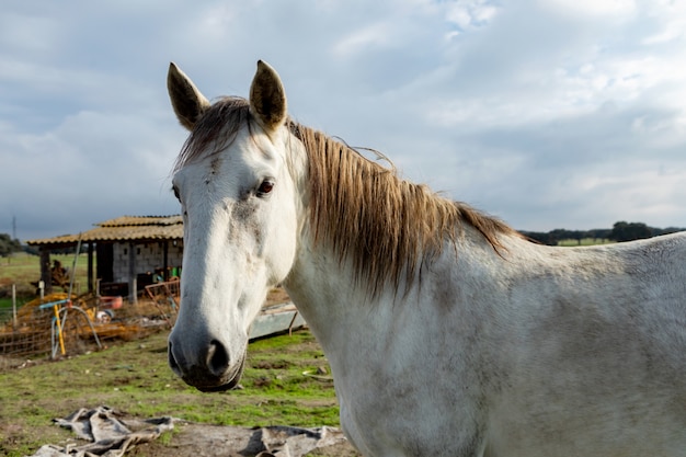 Beautiful white horse in the countyside