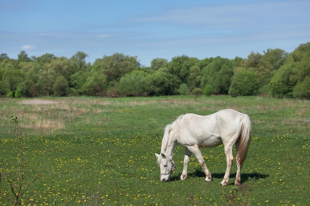 Beautiful white horse eating grass on the field with daisies