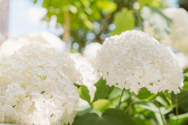 Beautiful white hydrangea macrophylla in the garden