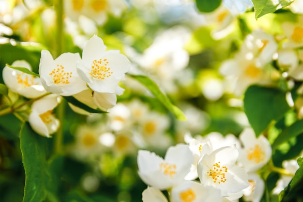 Beautiful white jasmine blossom flowers in spring time background with flowering jasmin bush inspira