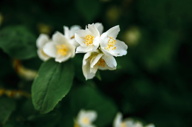 Beautiful white jasmine blossom flowers in spring time. Background with flowering jasmin bush