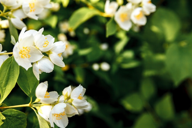 Beautiful white jasmine blossom flowers in spring time in garden or park