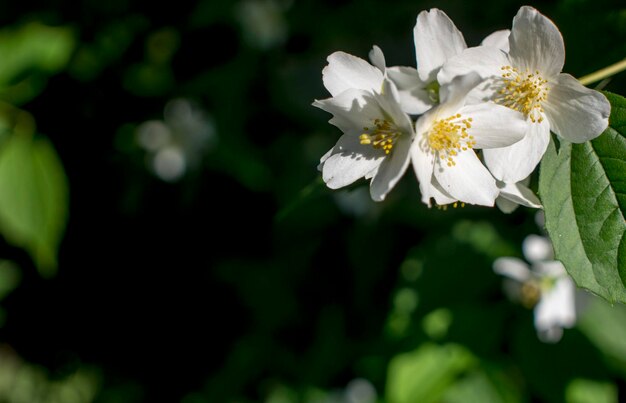 Beautiful white jasmine flower on cloudy summer day