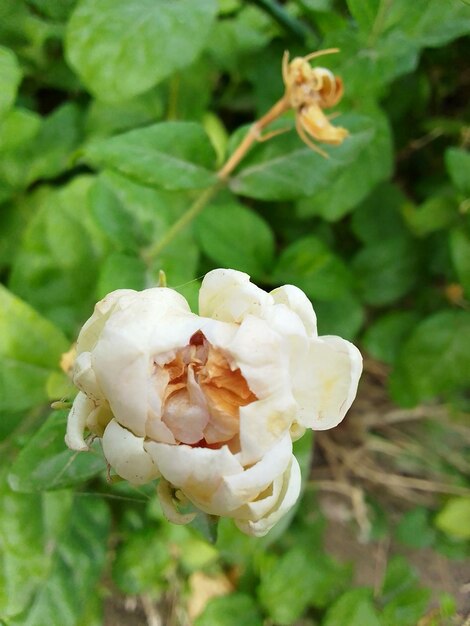 Photo a beautiful white jasmine flower in the middle of fresh green leaves