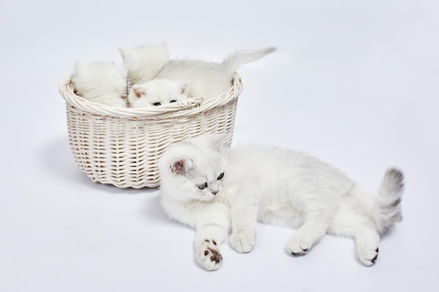 A beautiful white kittens British Silver chinchilla sits in a basket