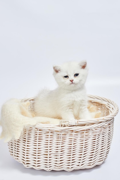 A beautiful white kittens British Silver chinchilla sits in a basket