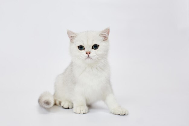 A beautiful white kittens British Silver chinchilla