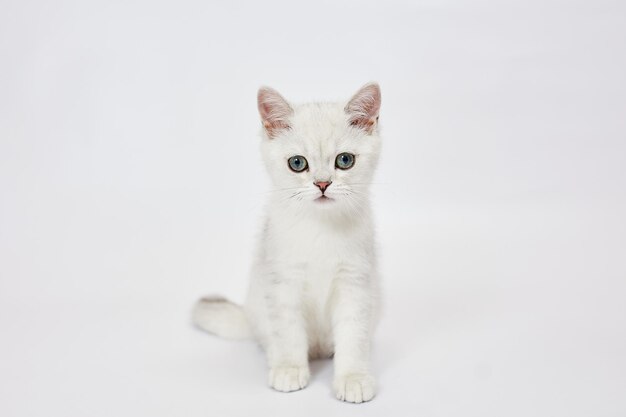 A beautiful white kittens British Silver chinchilla