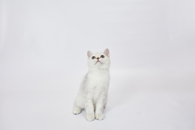 A beautiful white kittens British Silver chinchilla