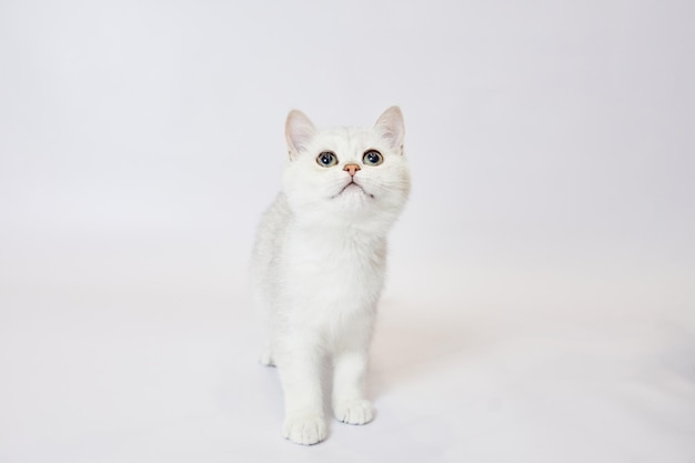 A beautiful white kittens British Silver chinchilla