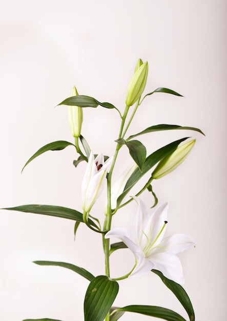 Beautiful white lilies on a white background